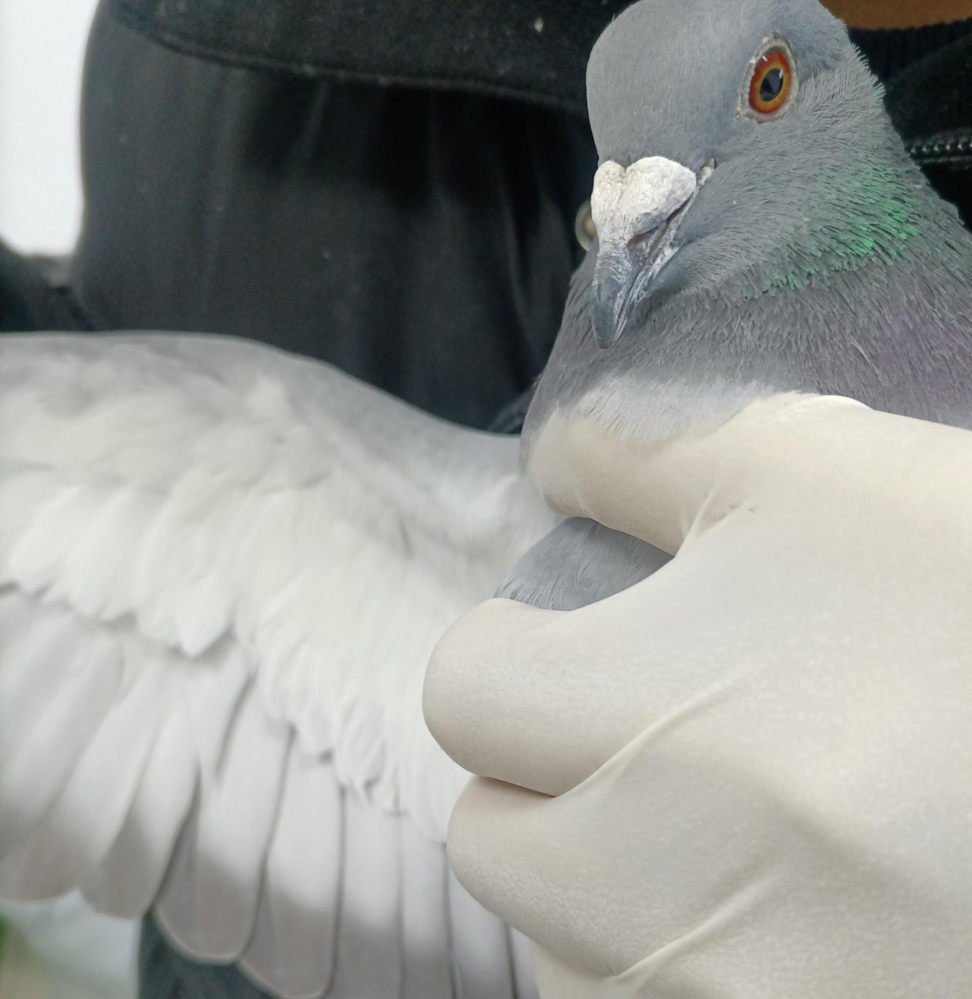 Racing Pigeon Performance DNA Testing Lab Racing Pigeon Samples