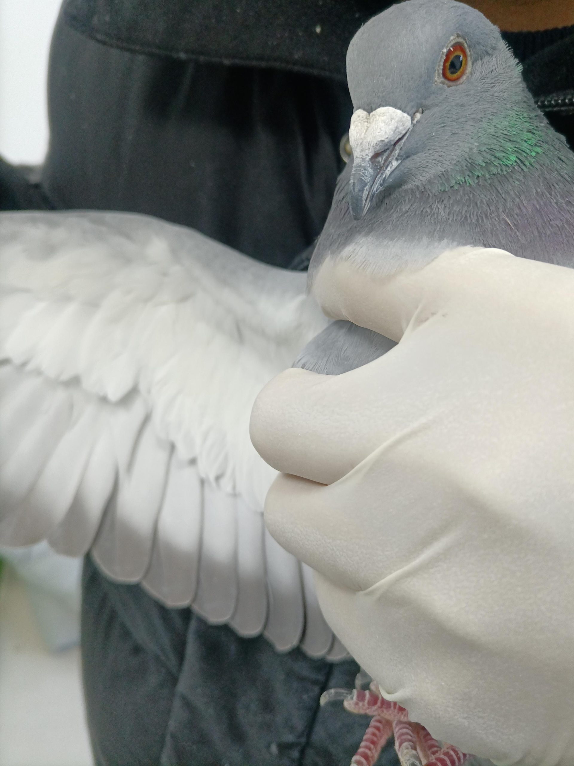 Racing Pigeon Performance DNA Testing Lab Racing Pigeon Performance DNA Testing Lab