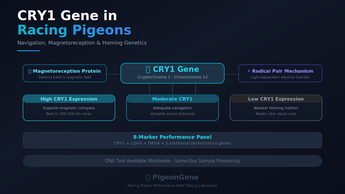 Racing Pigeon Performance DNA Testing Lab